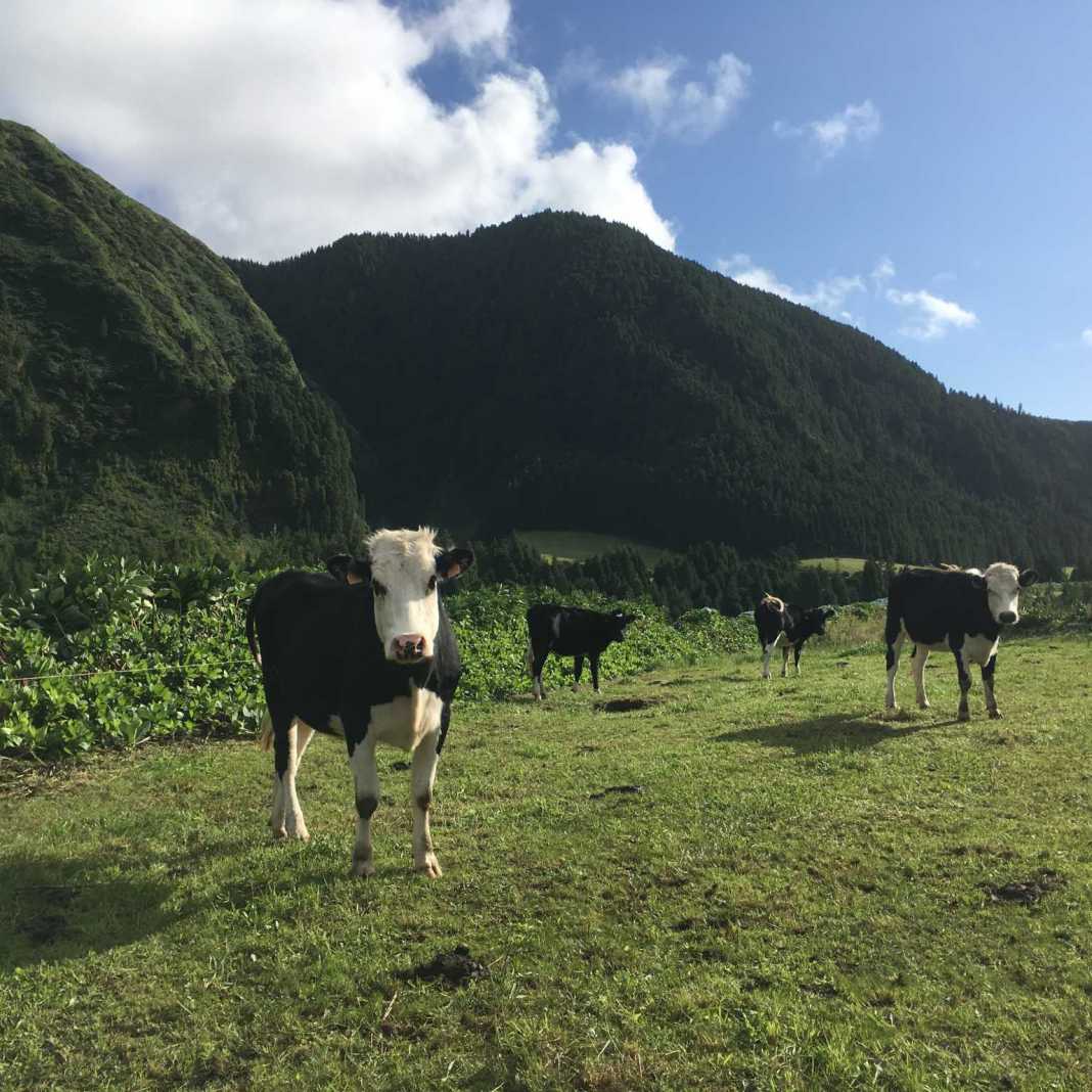 Vacas nos Açores