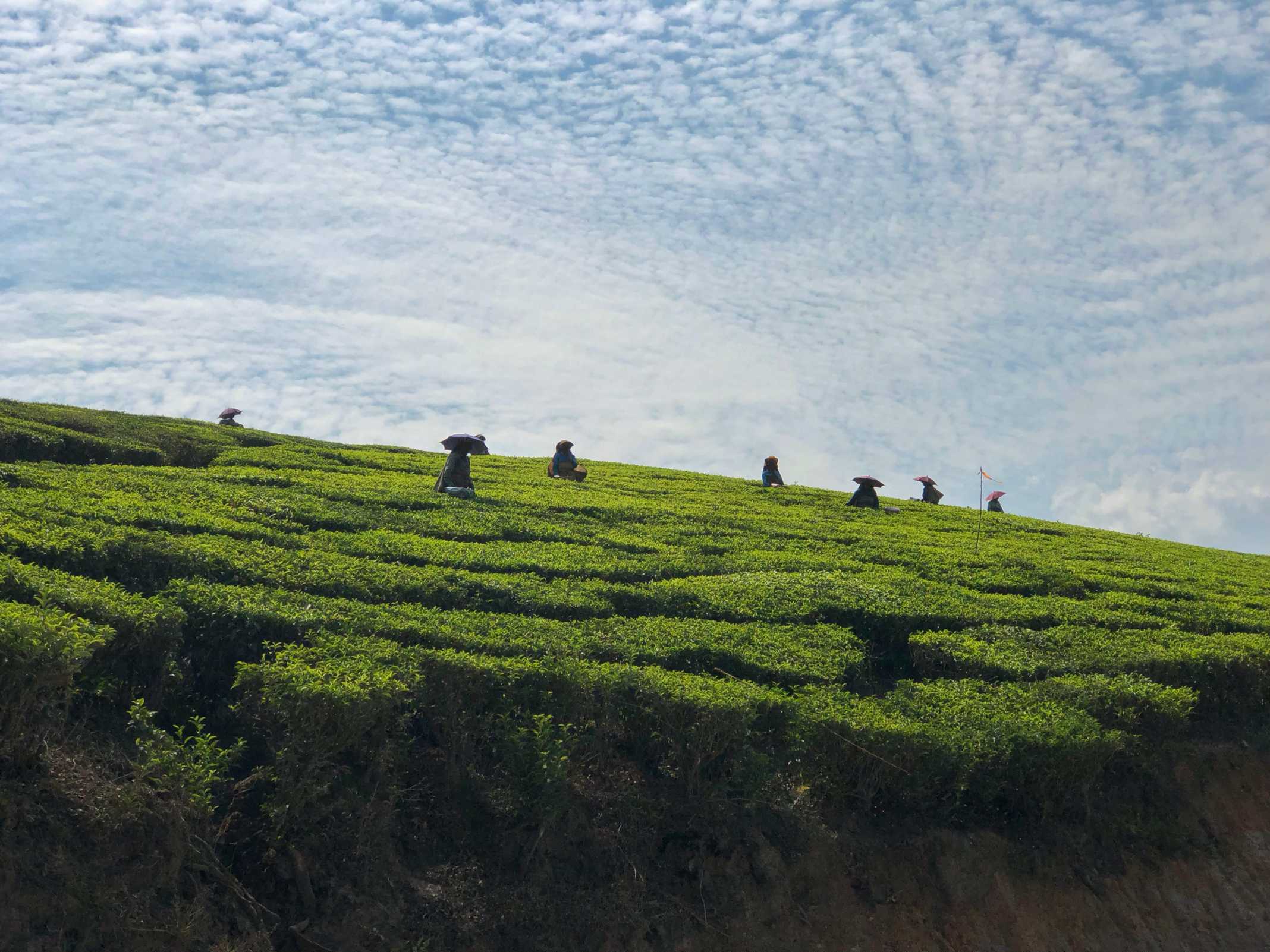 Trabalhadoras Plantações de chá na Índia