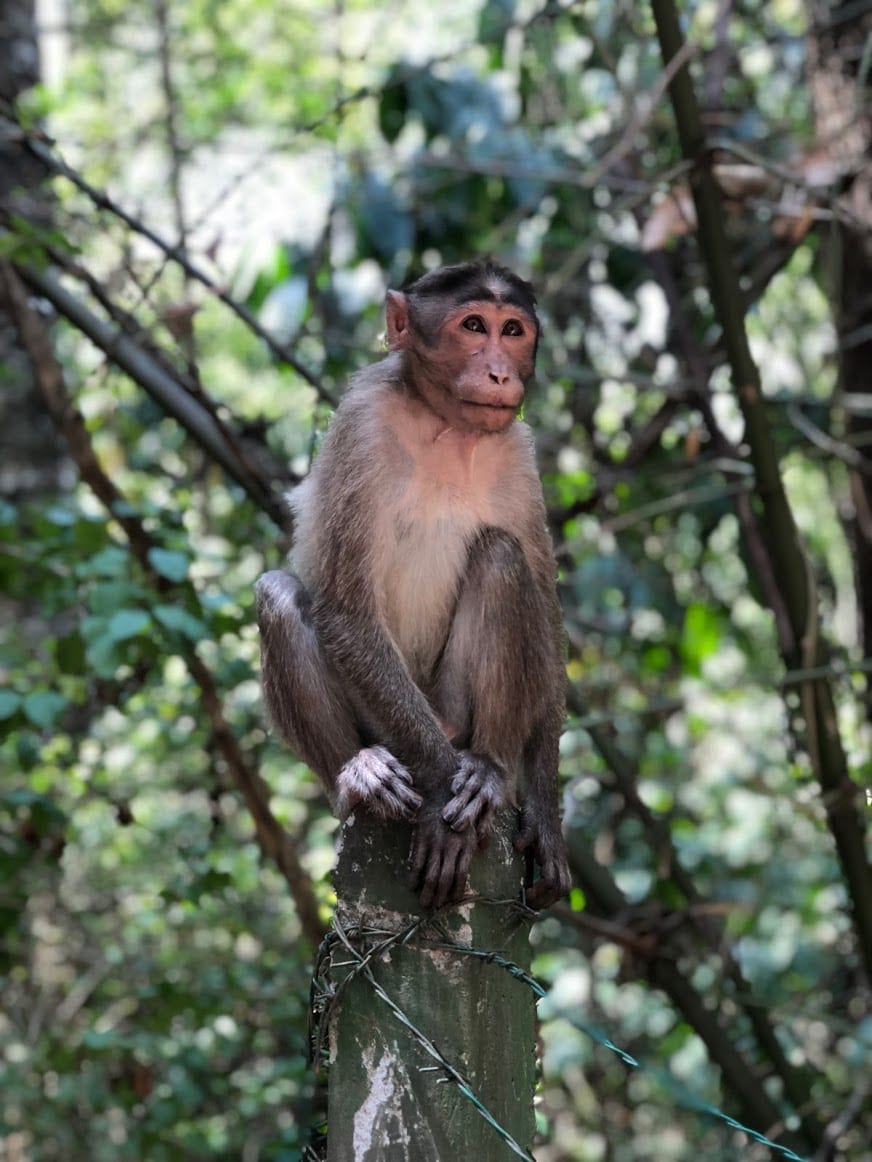 Macacos em Wayanad na Índia