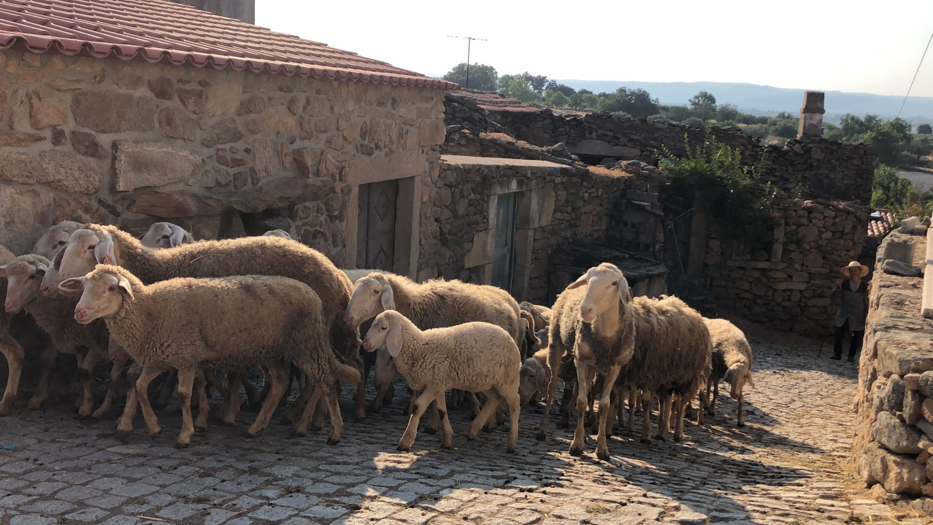 Pastoreio ovelhas