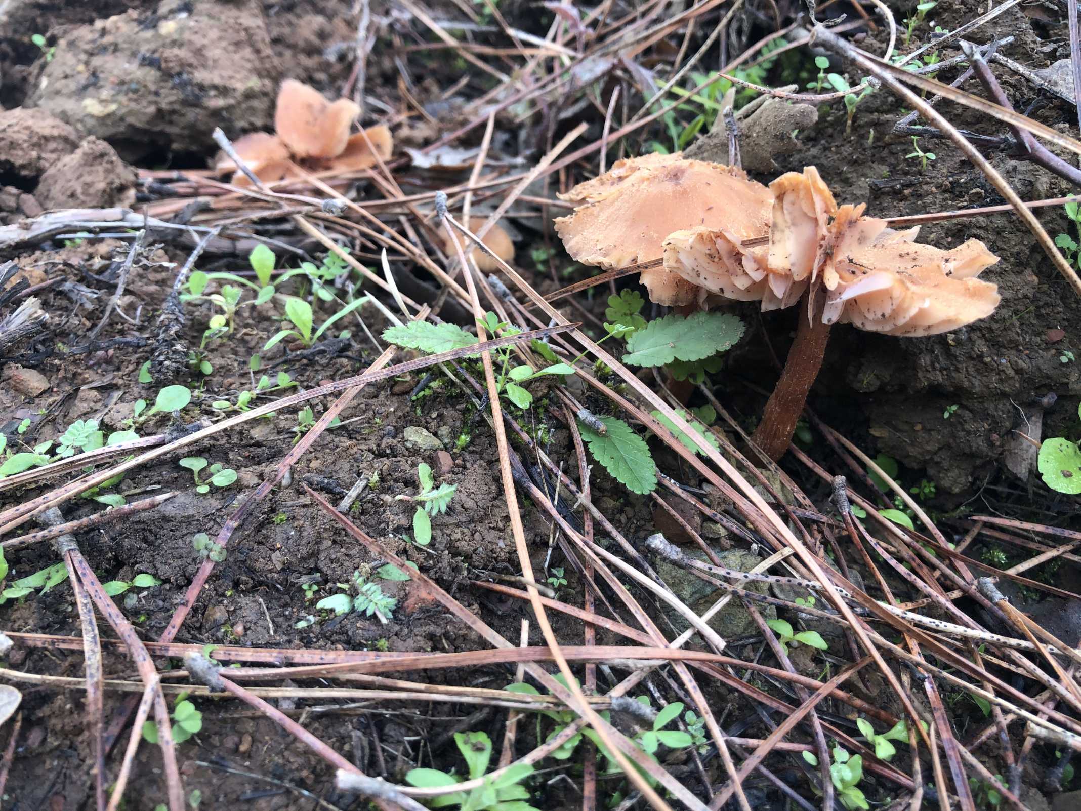 Colheita cogumelos