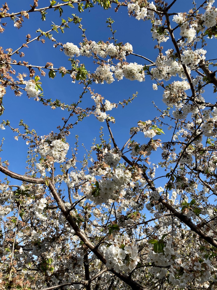cerejeira flor portugal