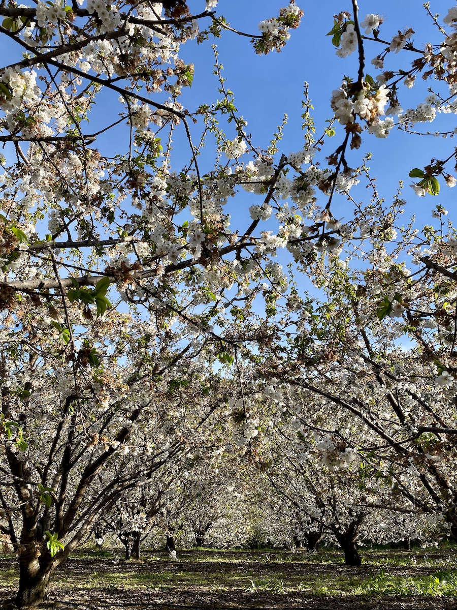 cerejeiras em flor portugal