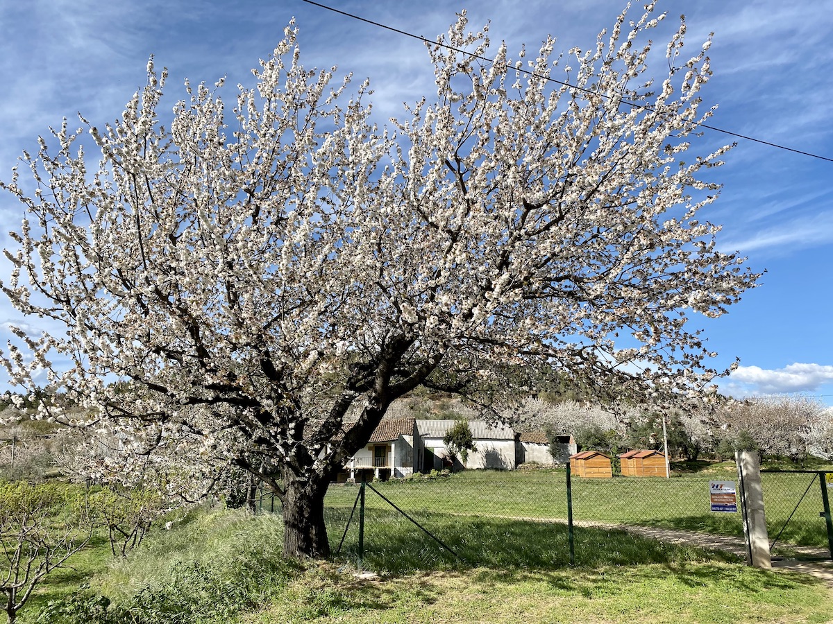 onde ver cerejeiras em portugal