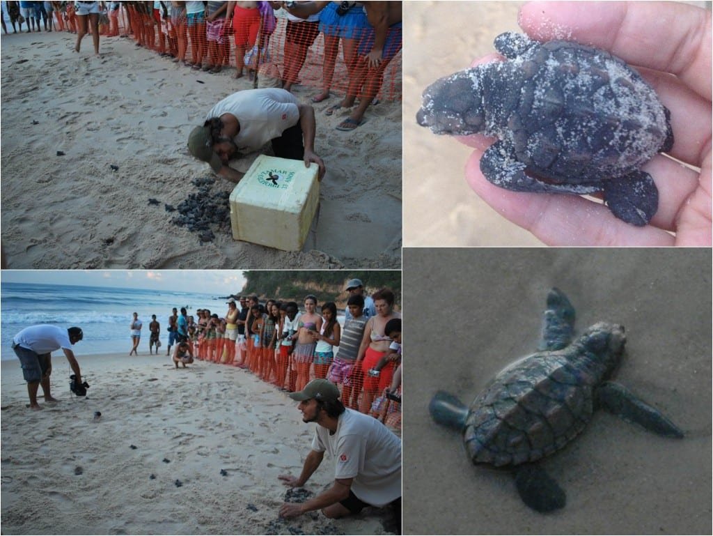 Soltura-tartarugas-projeto-tamar-pipa-rn
