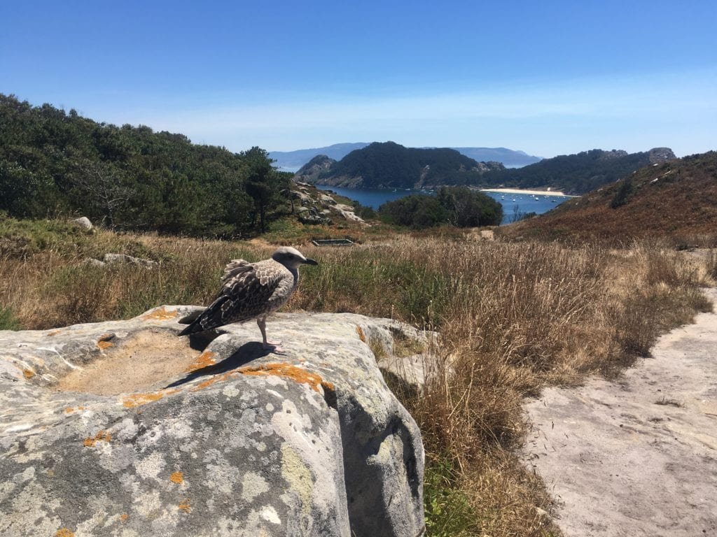 Gaivotas: as verdadeiras moradoras! 