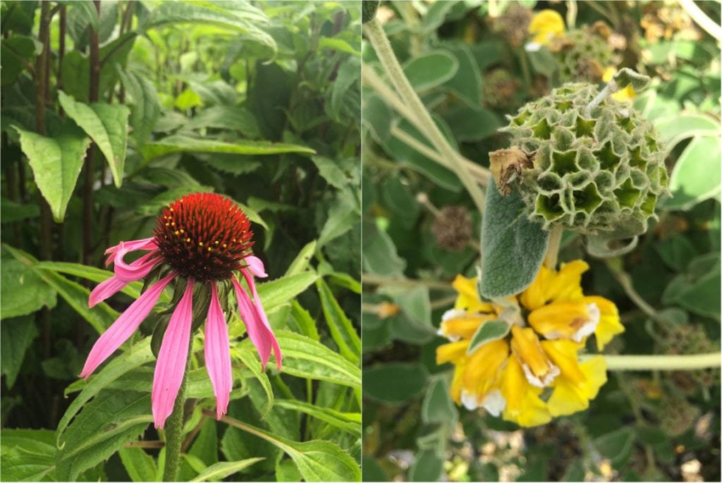 flores-gaia-porto-portugal