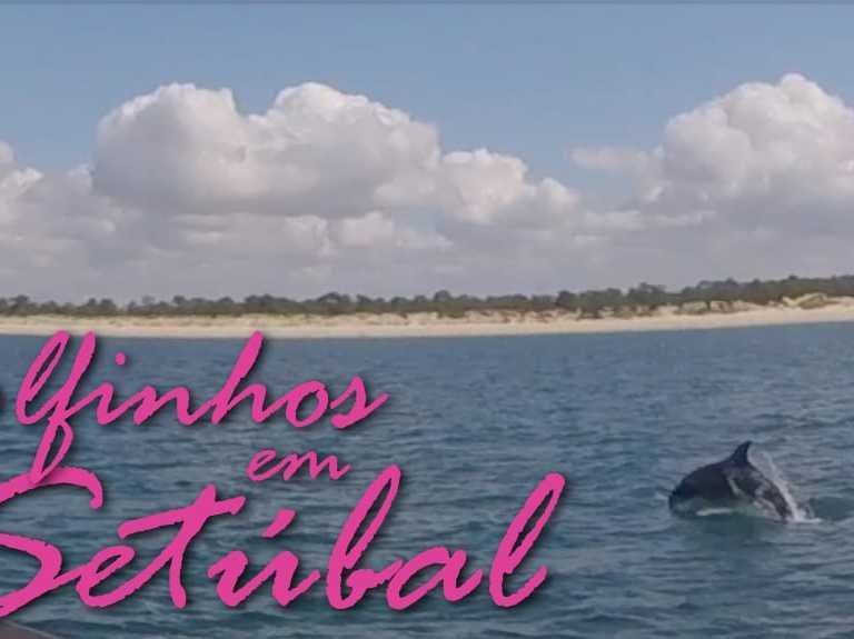 Golfinhos em Setúbal!