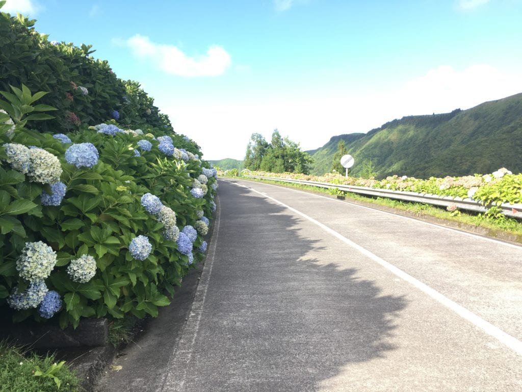 Hortências nos Açores