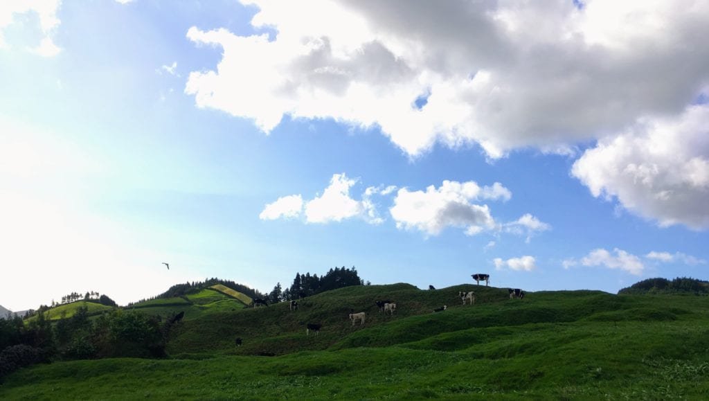 Vacas em São Miguel, Açores, Portugal.