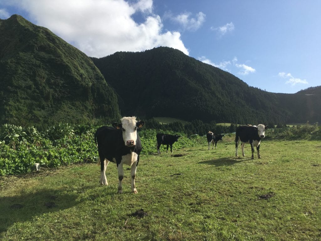 Vacas nos Açores