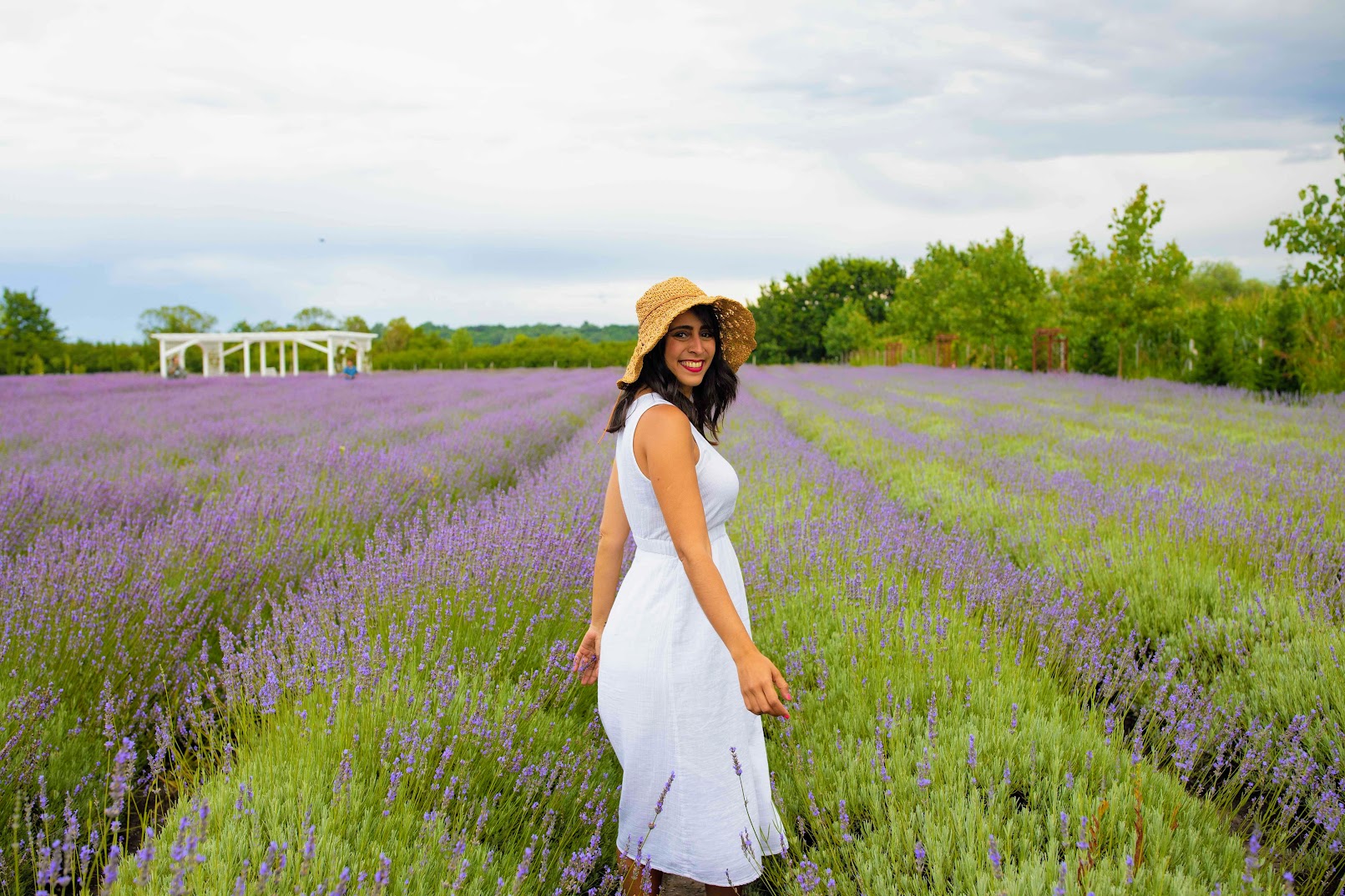 Lavender Farm Oradea Romania