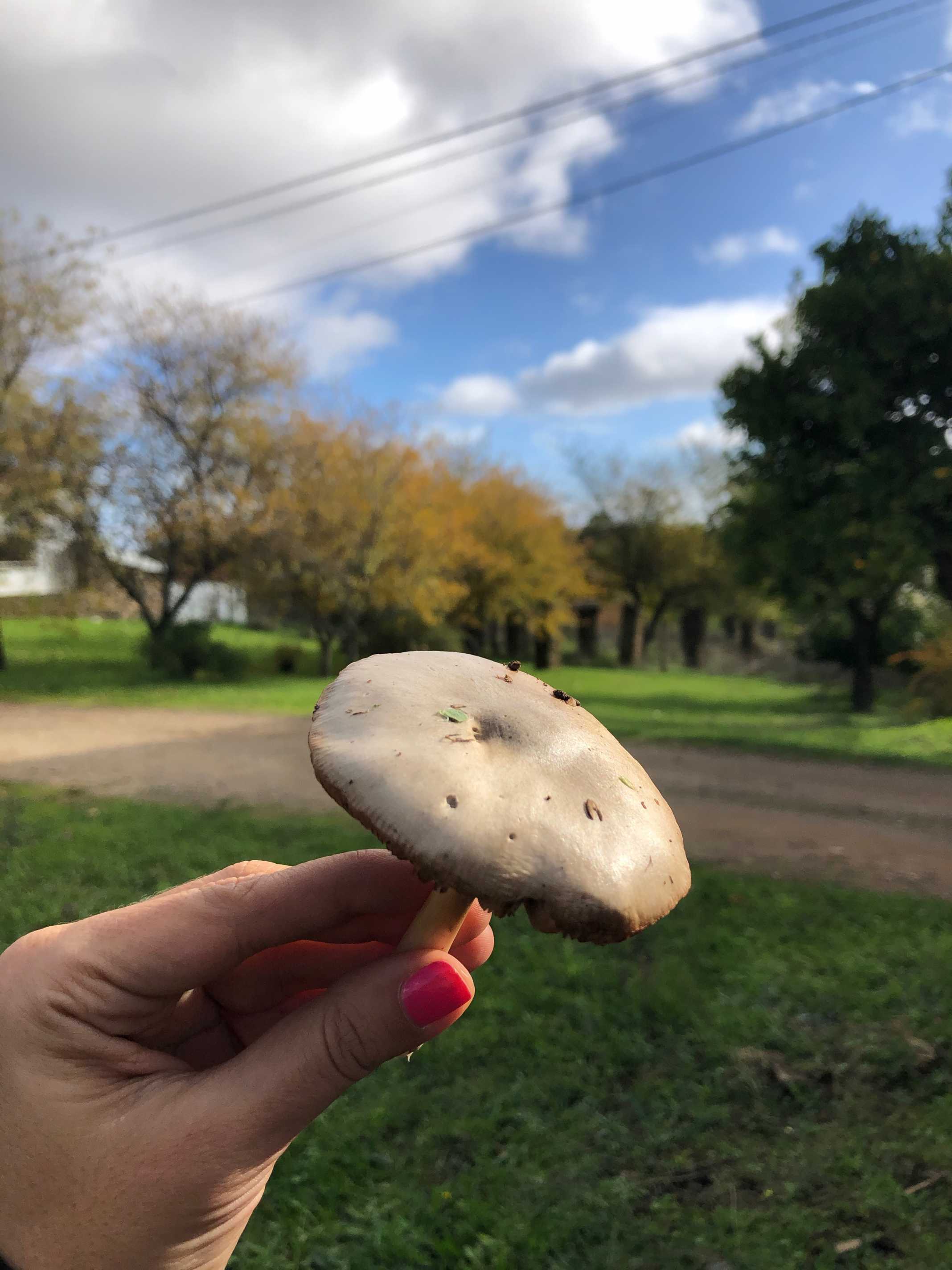 Cogumelos Portugal