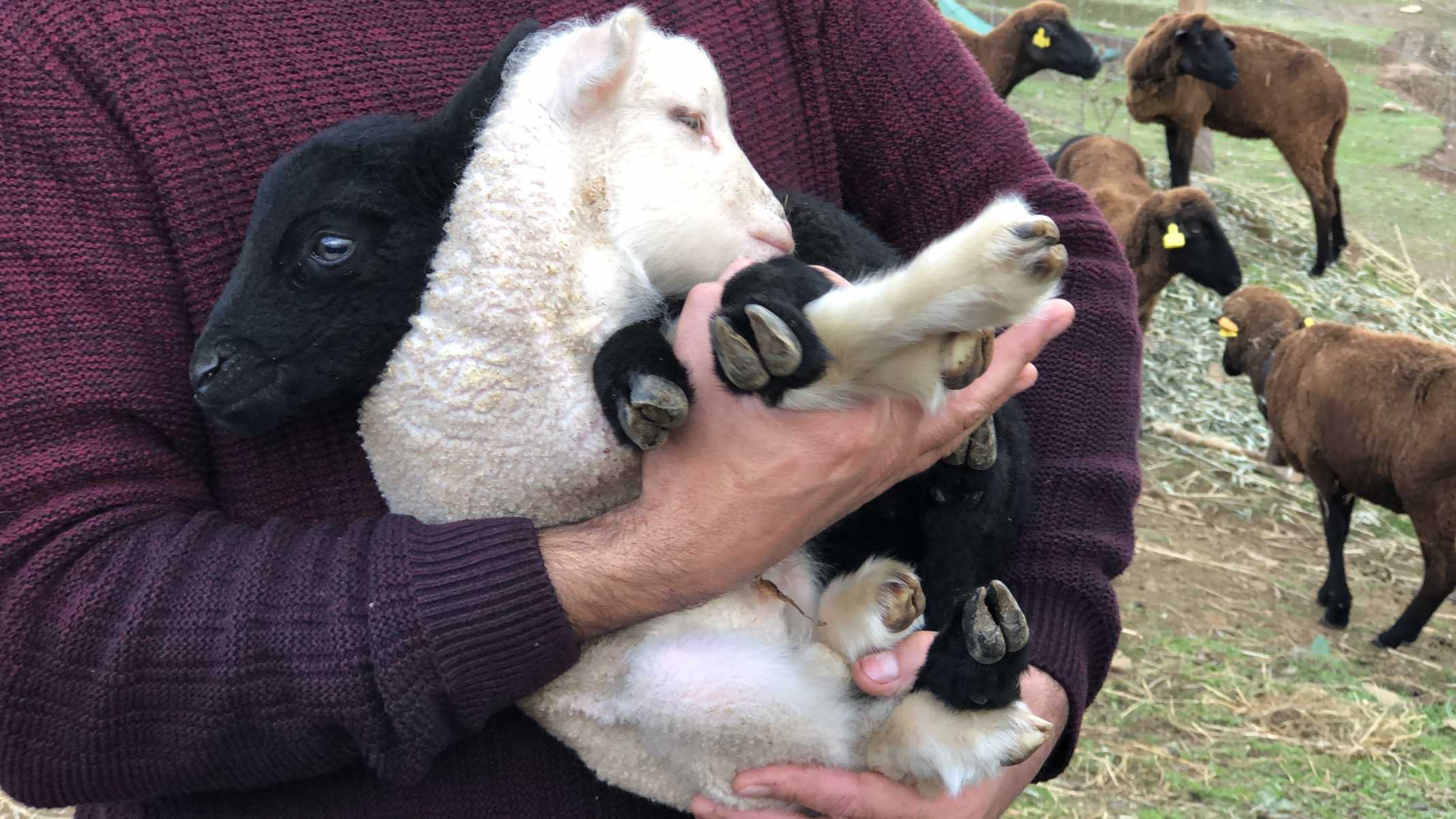 Filhote ovelhas