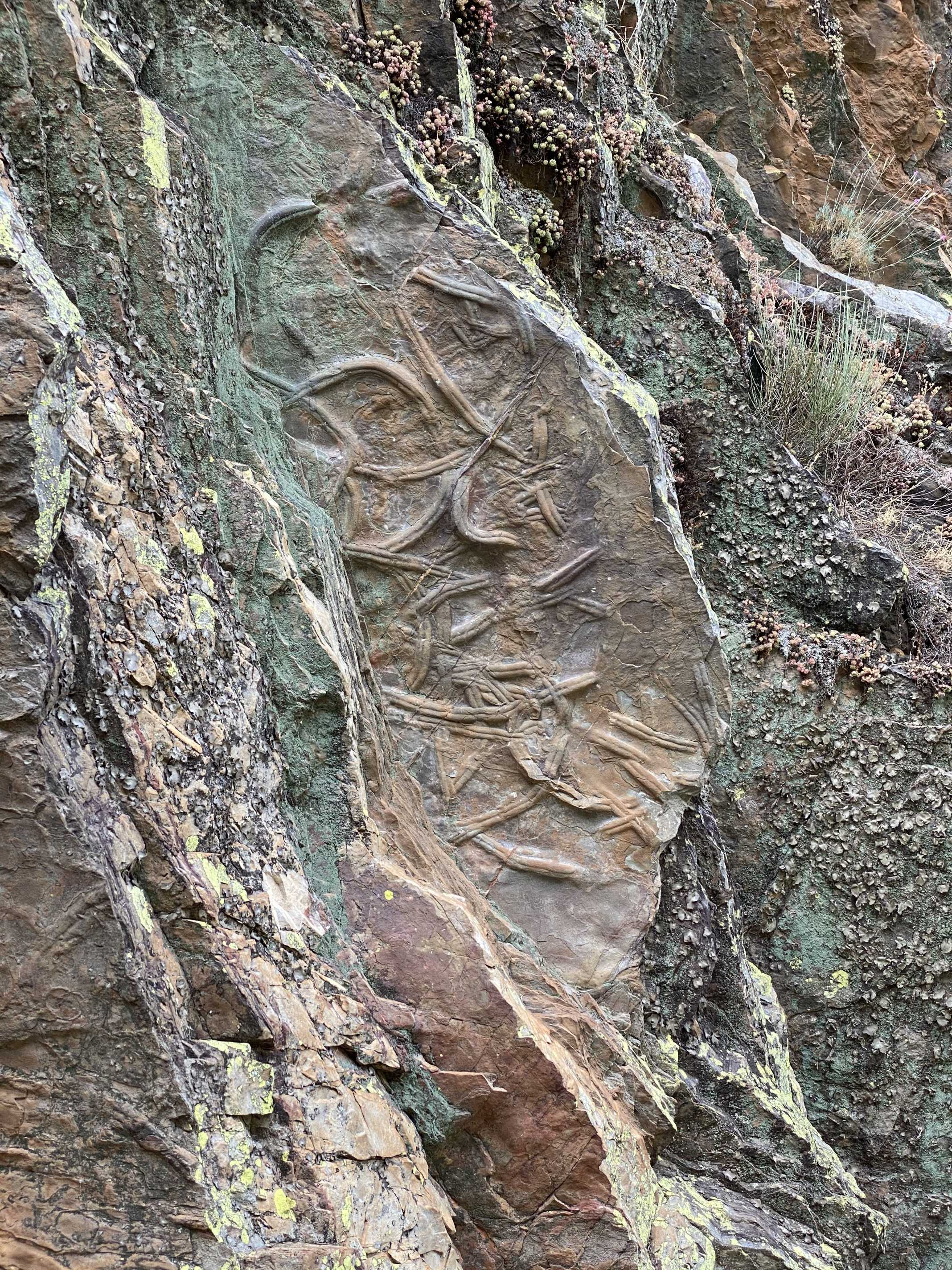 Fósseis Beira Baixa