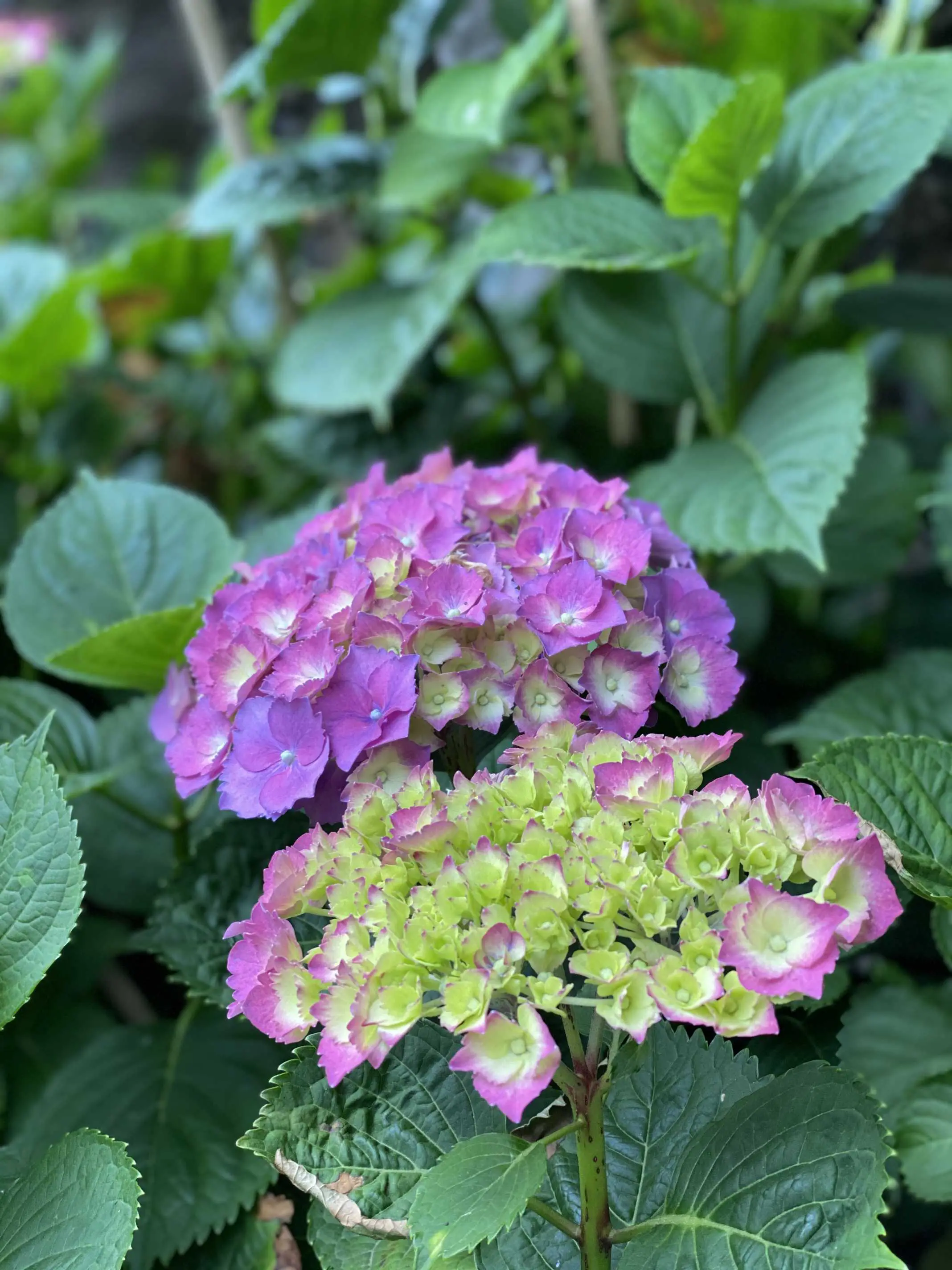 quinta de lourosa lousada