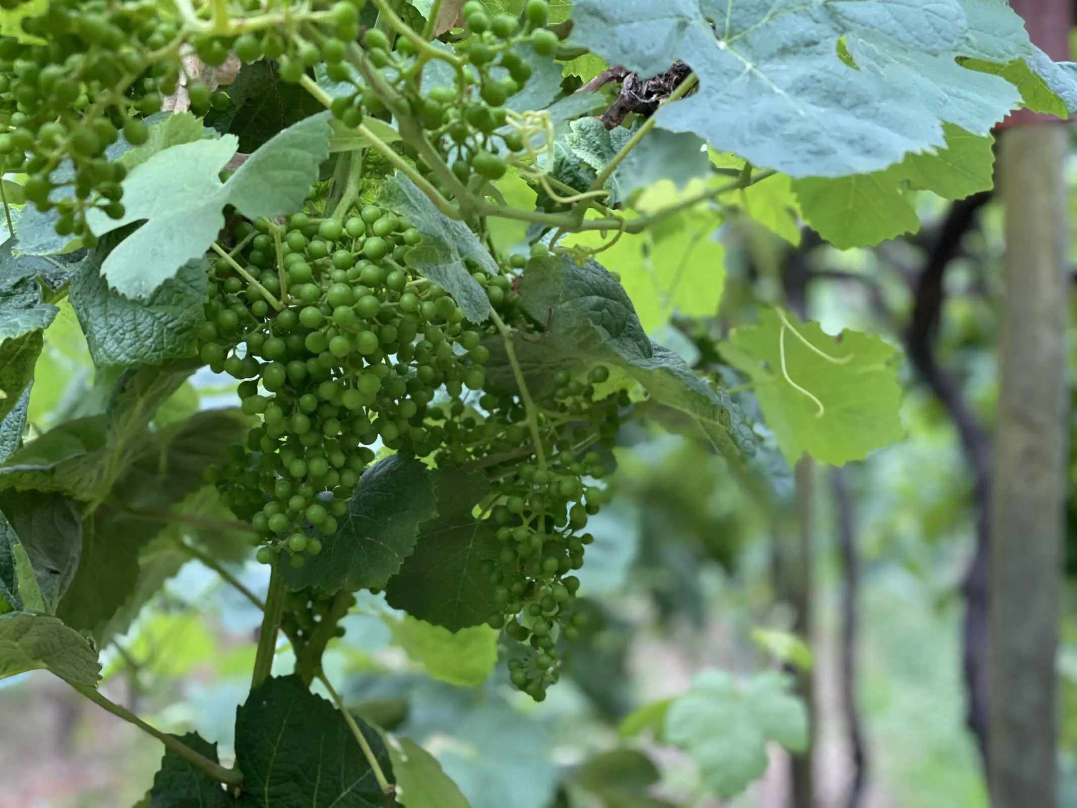 vinicola vinho verde