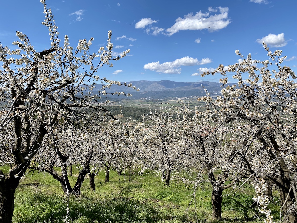 cerejeiras em flor