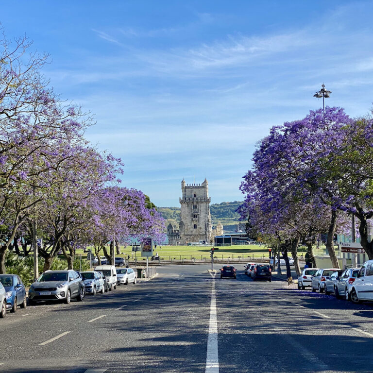 Jacarandás de Lisboa!
