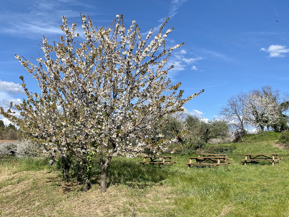 onde ver cerejeiras em flor em portugal