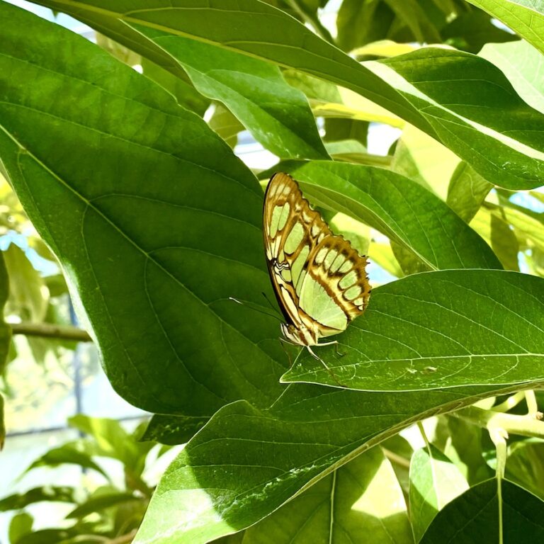 Borboletário Tropical de Constância!