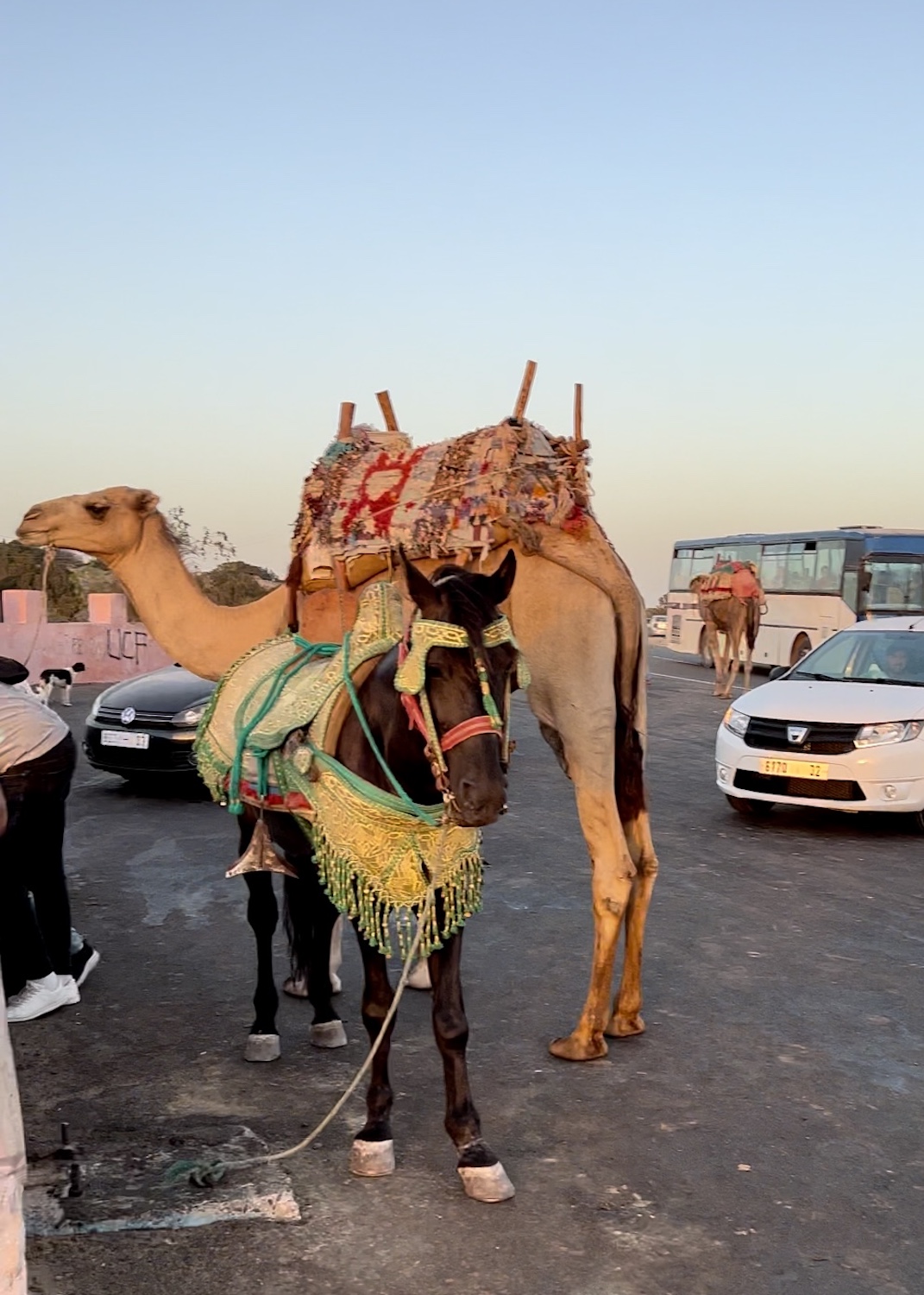 camelos essaouira