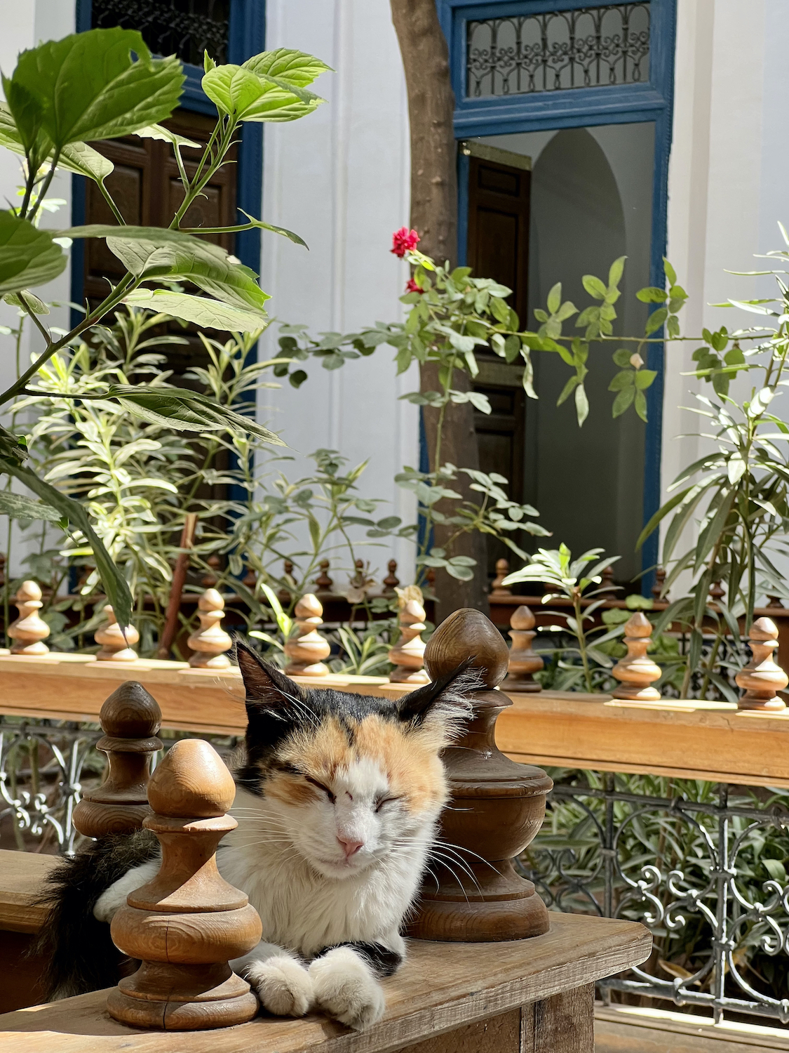 gatos marrocos