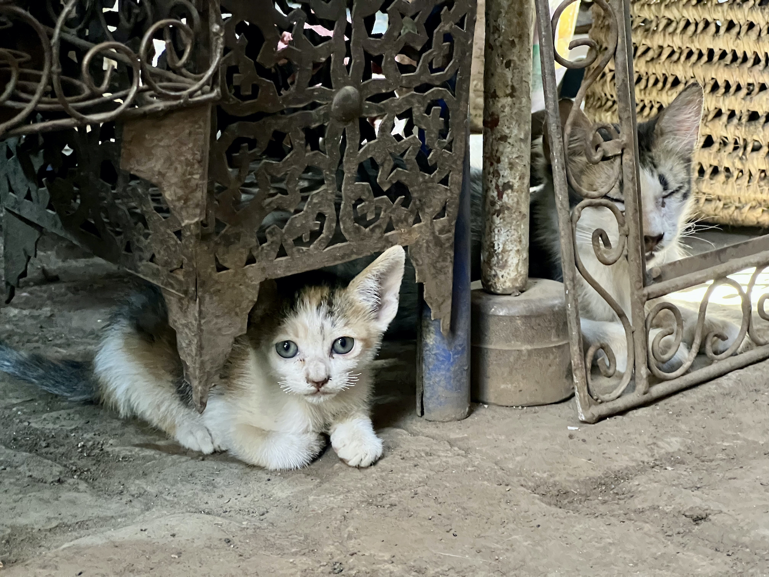gatos marrocos