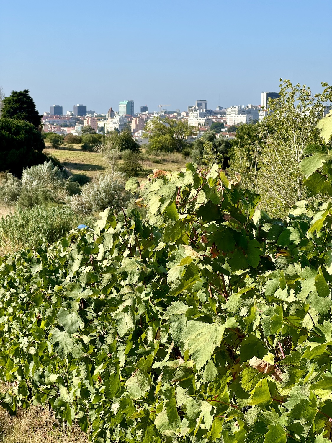 colheita uvas lisboa