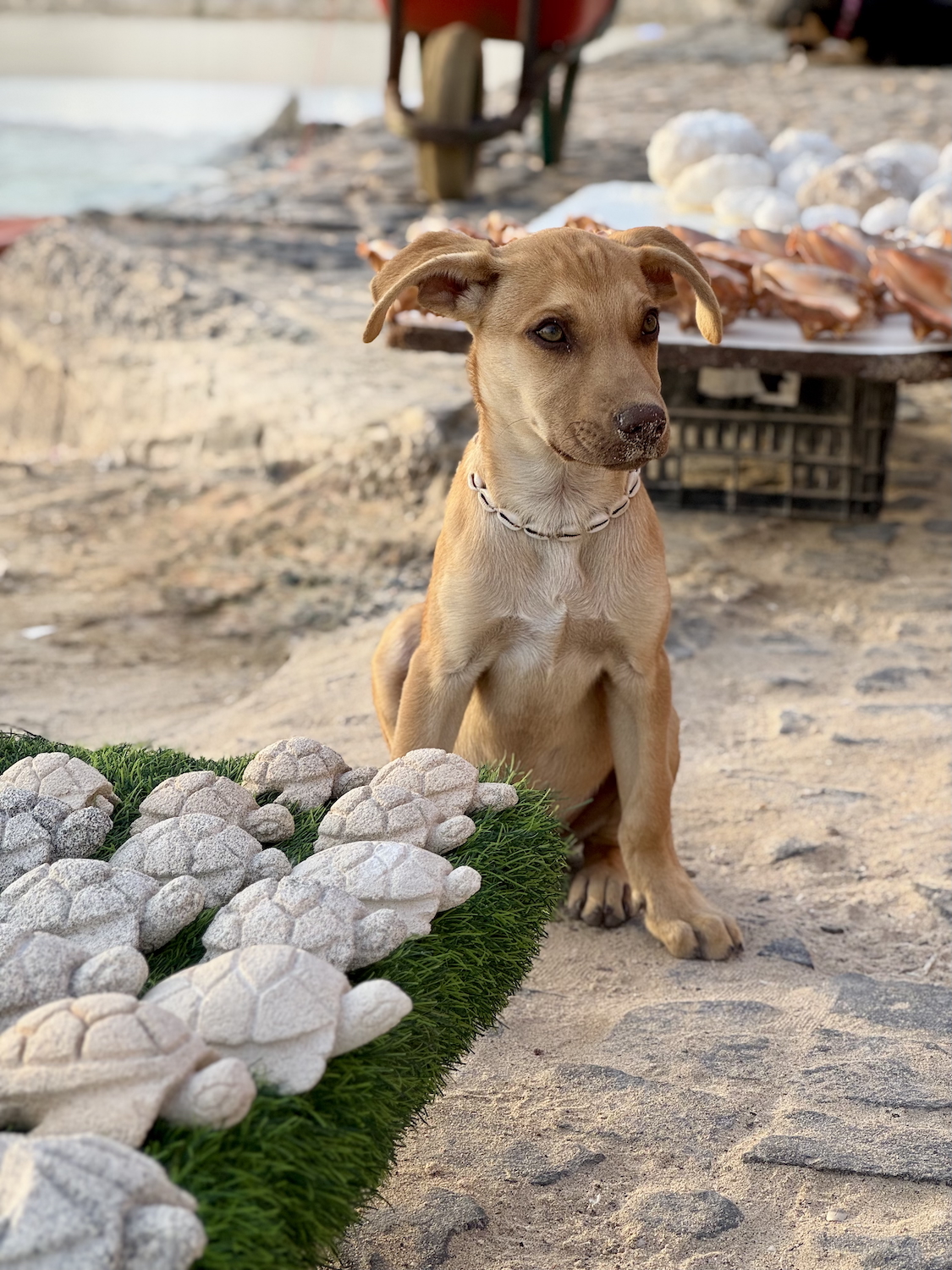 ilha do sal cabo verde preços